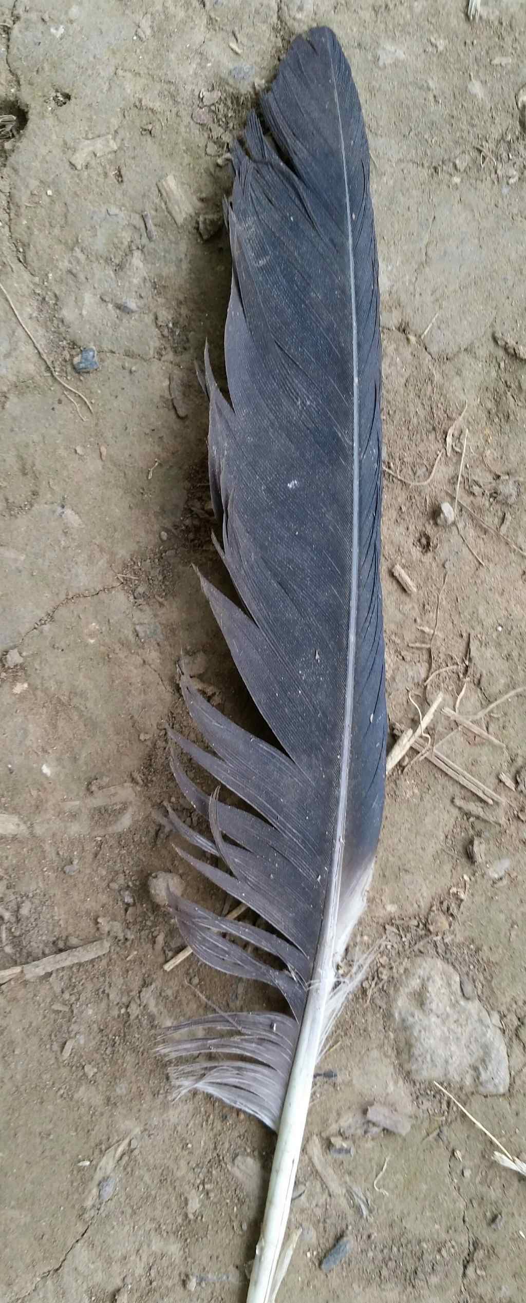 Penna di cornacchia?